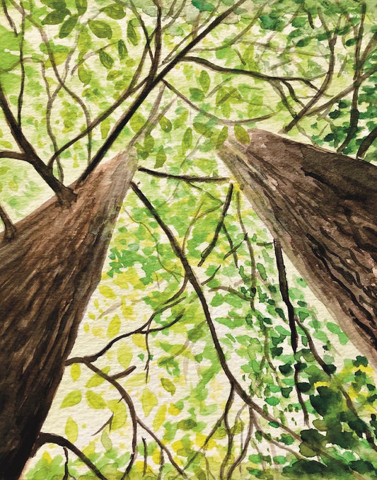 Tranquil Tree Canopy Nature Art print
